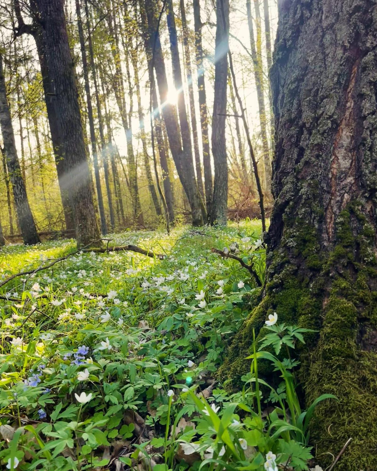 Apartament Magia Puszczy Z Widokiem Na Puszcze Bialowieska Appartement Hajnówka Buitenkant foto