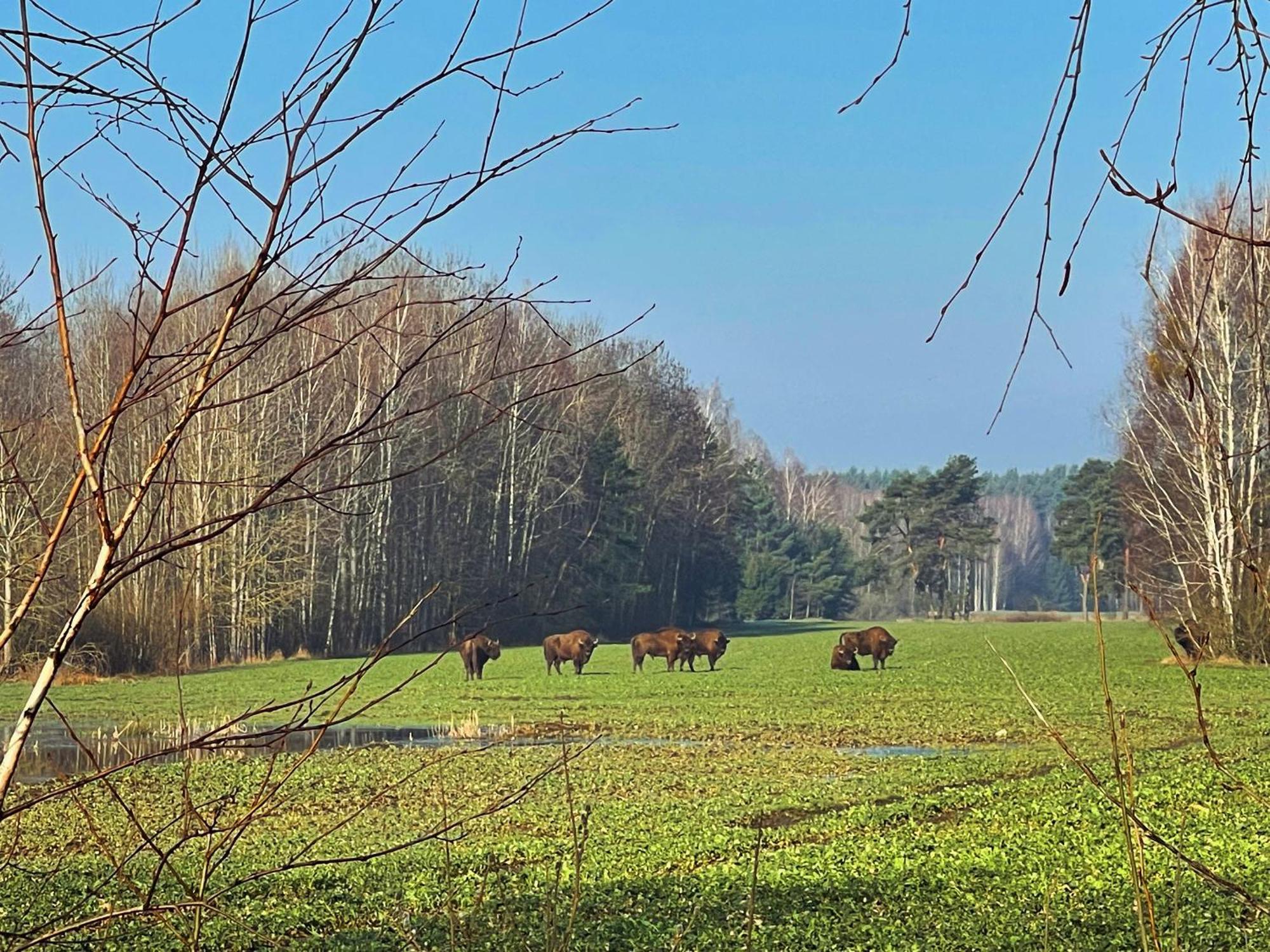 Apartament Magia Puszczy Z Widokiem Na Puszcze Bialowieska Appartement Hajnówka Buitenkant foto